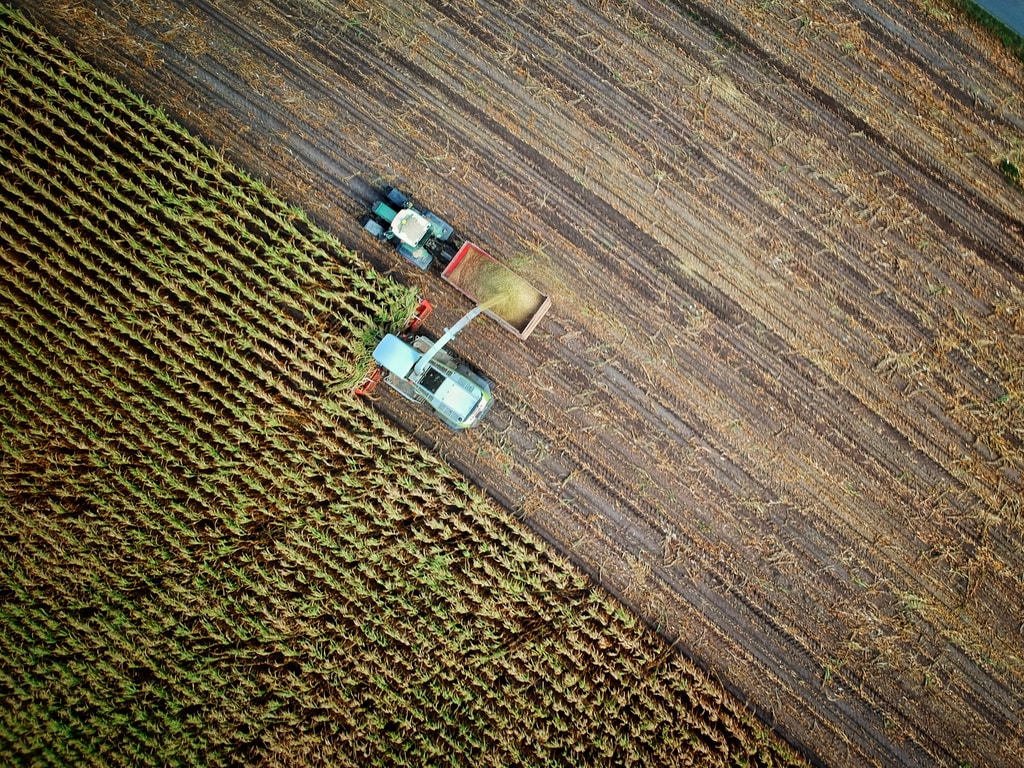Zbieranie kukurydzy ciągnikami na polu